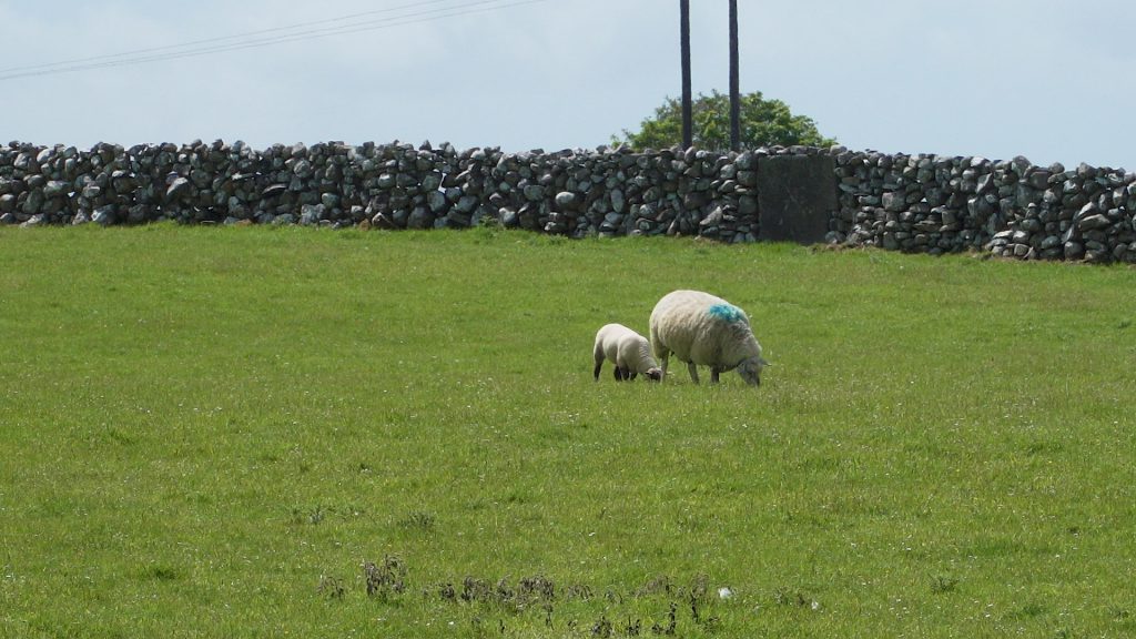 Weaning lambs early will help to reduce the grass demand on the farm