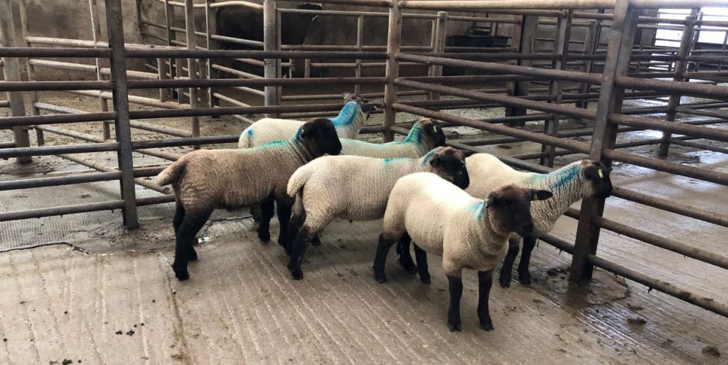 Lambs penned at last Wednesday’s sheep sale at Enniscorthy Mart