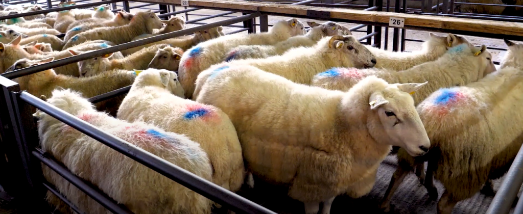 Sheep penned at Dowra Mart