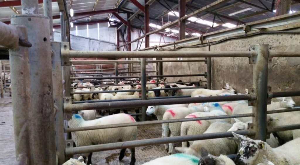 Lambs penned at Raphoe Mart