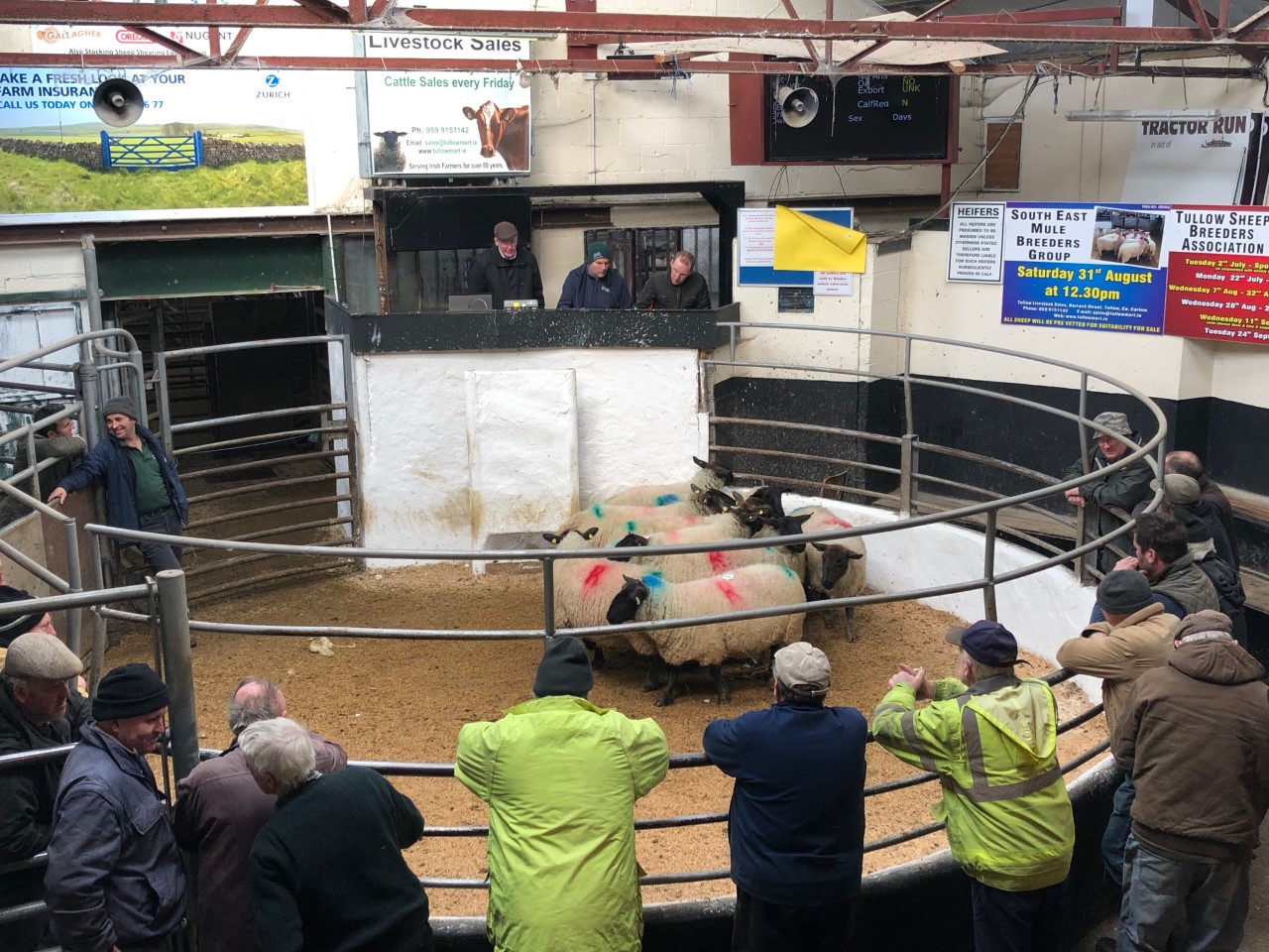 Sheep sale in full swing at Tullow Mart prior to Covid-19