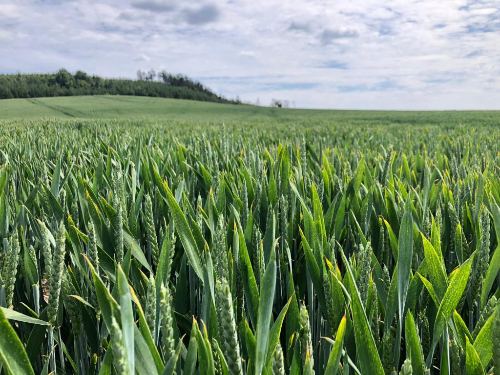 Image source: Stephen McCabe, Haggard Stores