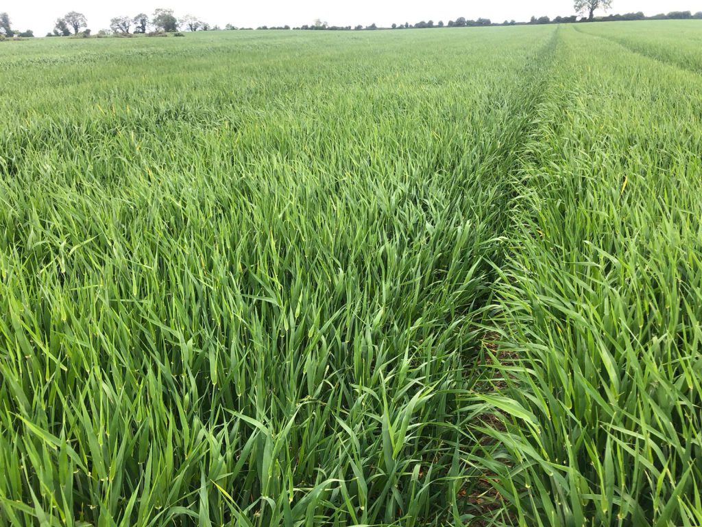 Image source: Stephen McCabe, Haggard Stores