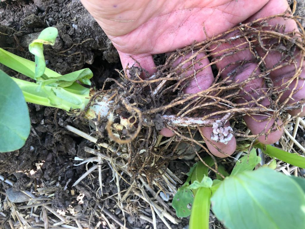 Roots on a plant of spring beans. Image source: Stephen McCabe, Haggard Stores