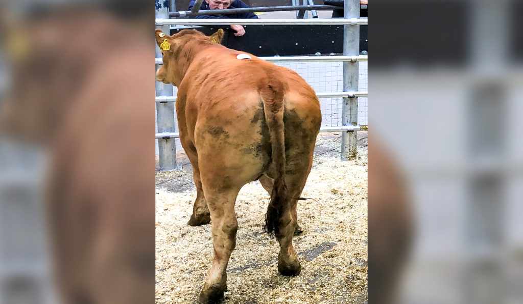 This Limousin bullock, weighing 445kg, went under the hammer for €1,080 or €2.43/kg