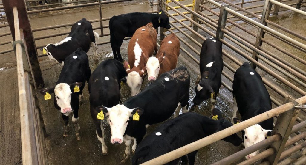 Calves penned at Enniscorthy Mart last Wednesday