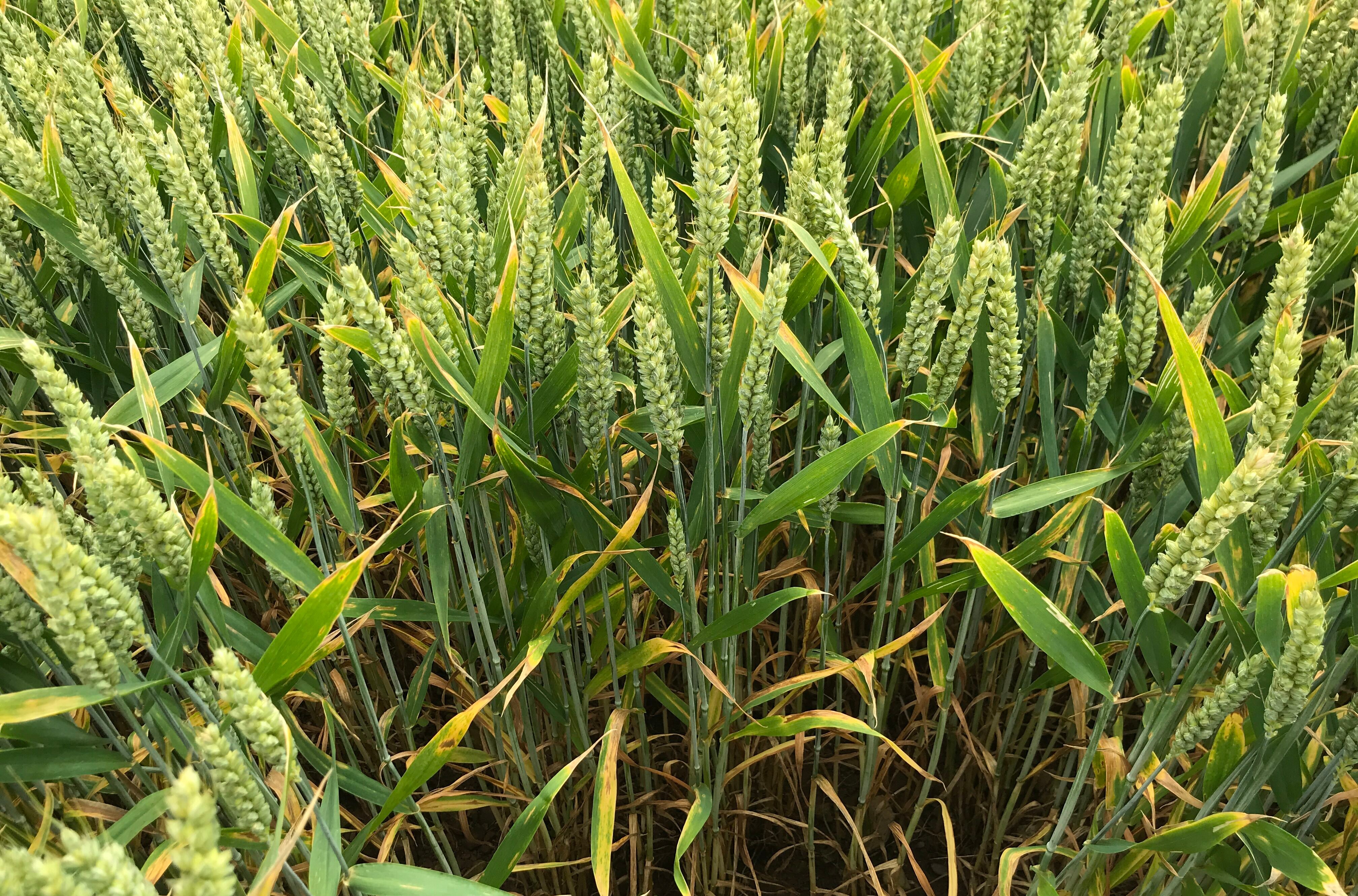 Take-all can be a serious yield-robber in second wheat and barley crops