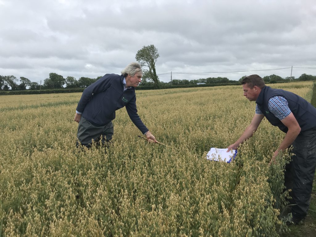 Brendan O’Reilly and Brian Reilly inspecting a crop of oats at the Drummonds’ trial site in Termonfeckin, Co. Louth