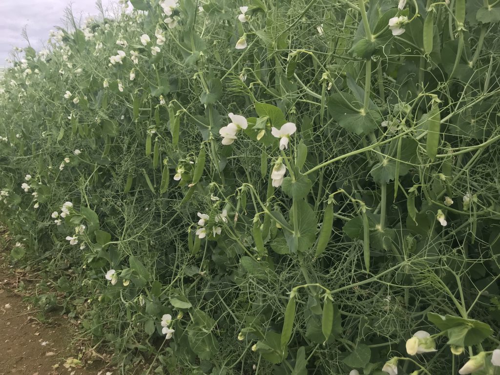 There were plenty of pods on the pea crop earlier this month in Co. Cork