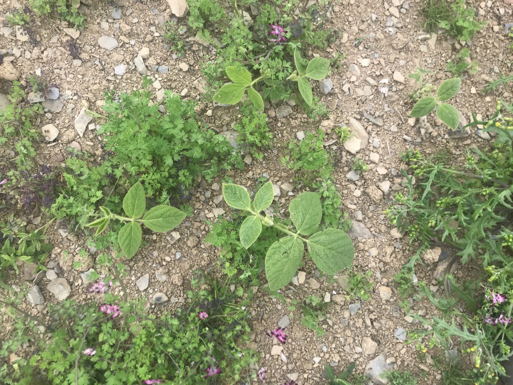 Soybeans in Co. Cork earlier this month