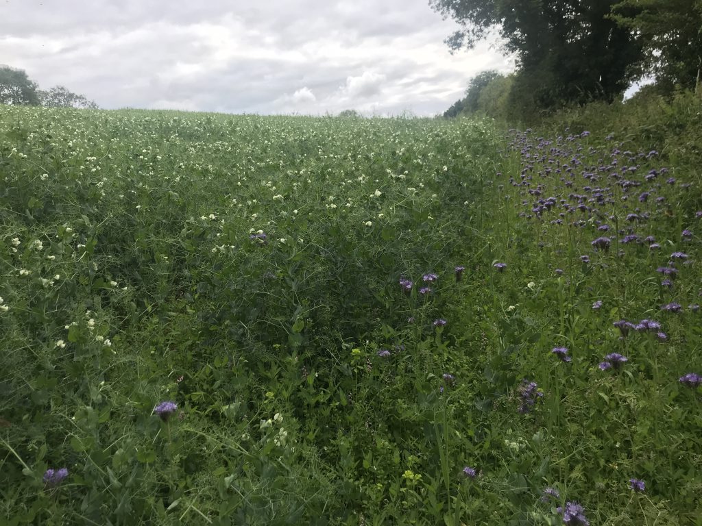 A crop of peas near Kinsale, Co. Cork, with a 1m strip of phacelia planted in the field margin to promote biodiversity