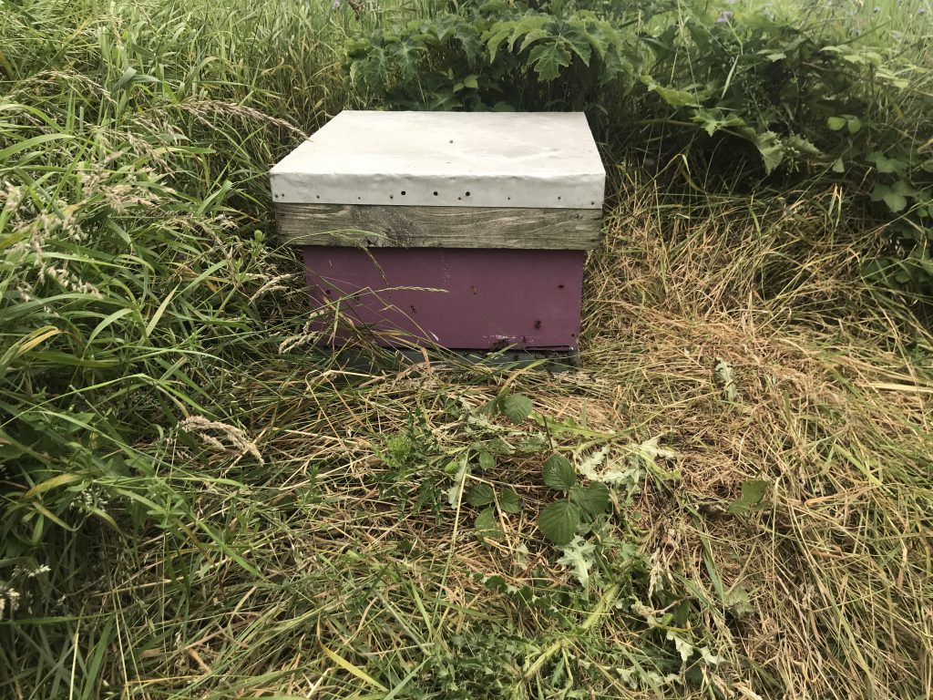 A local bee keeper has placed hives on the farm