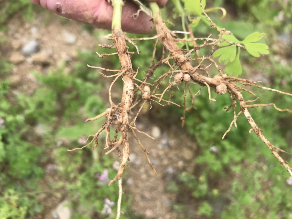 Nitrogen-fixing nodules on the crop of soybeans