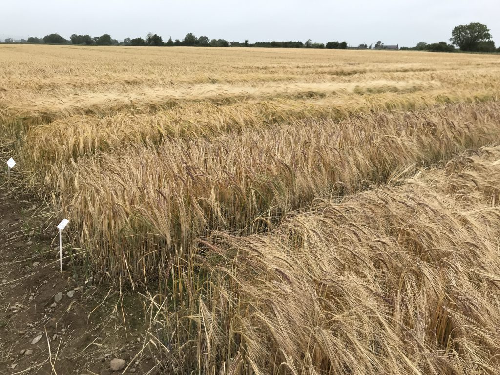 Winter barley varieties on trial at the Drummonds’ trial site in Termonfeckin
