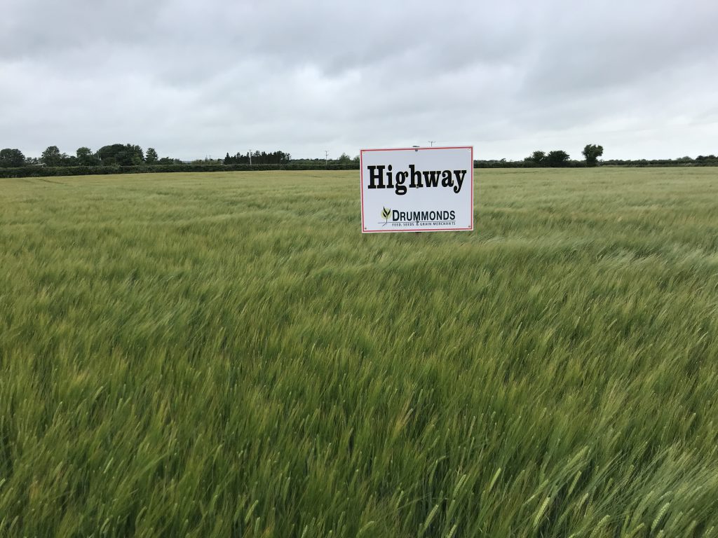 Highway spring barley at the Drummonds’ trial site in Termonfeckin, Co. Louth