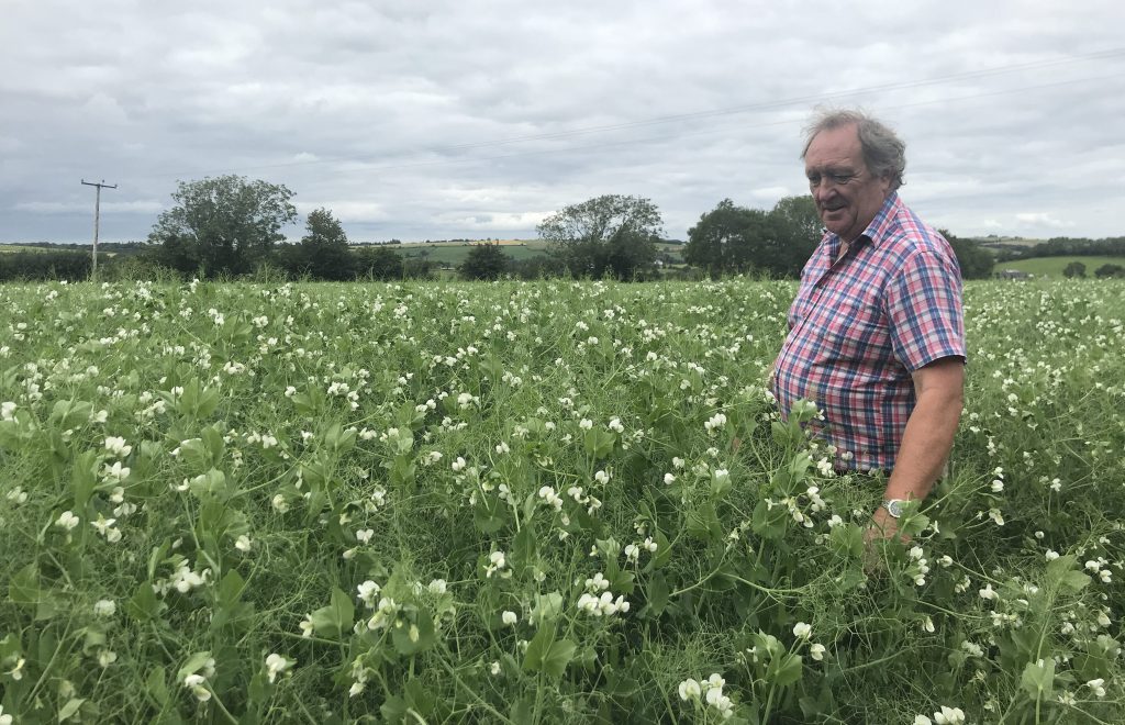Liam Leahy of Dairygold was checking in on this crop of peas