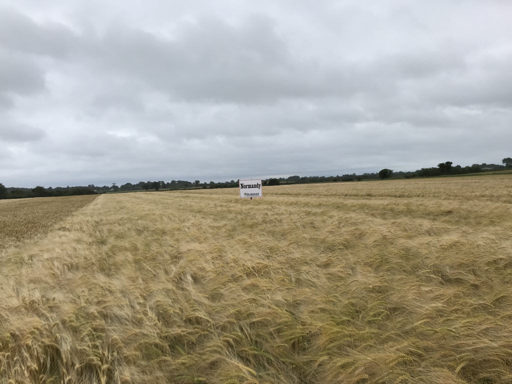 Normany winter barley at the Drummonds’ trial site in Termonfeckin, Co. Louth