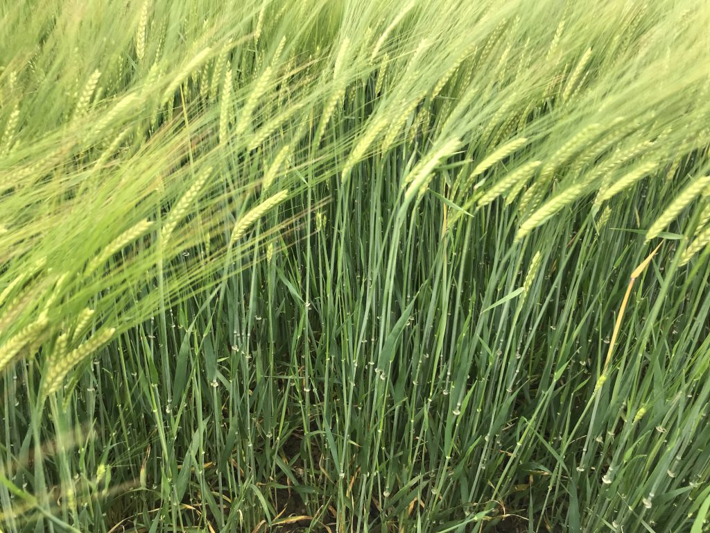 Skyway spring barley at the Drummonds’ trial site in Termonfeckin, Co. Louth