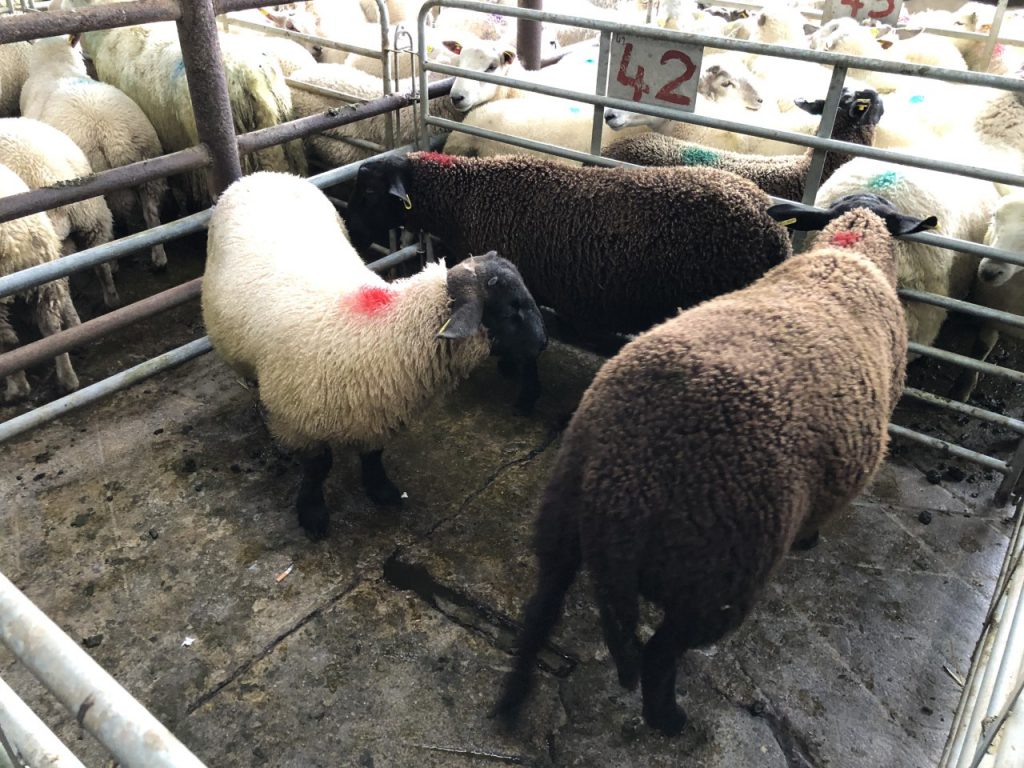 This lot of three lambs weighing 47.5kg sold for €105/head