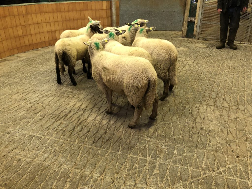 This lot of seven lambs weighing 34kg sold for €78/head