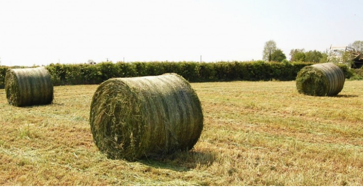 Taking out paddocks for bales is a common method of dealing with heavy covers of grass on farms