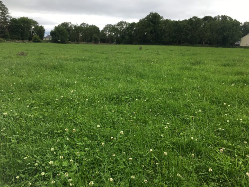 Farmers should be targeting pre-grazing covers of between 1,300kg DM/ha and 1,400kg DM/ha