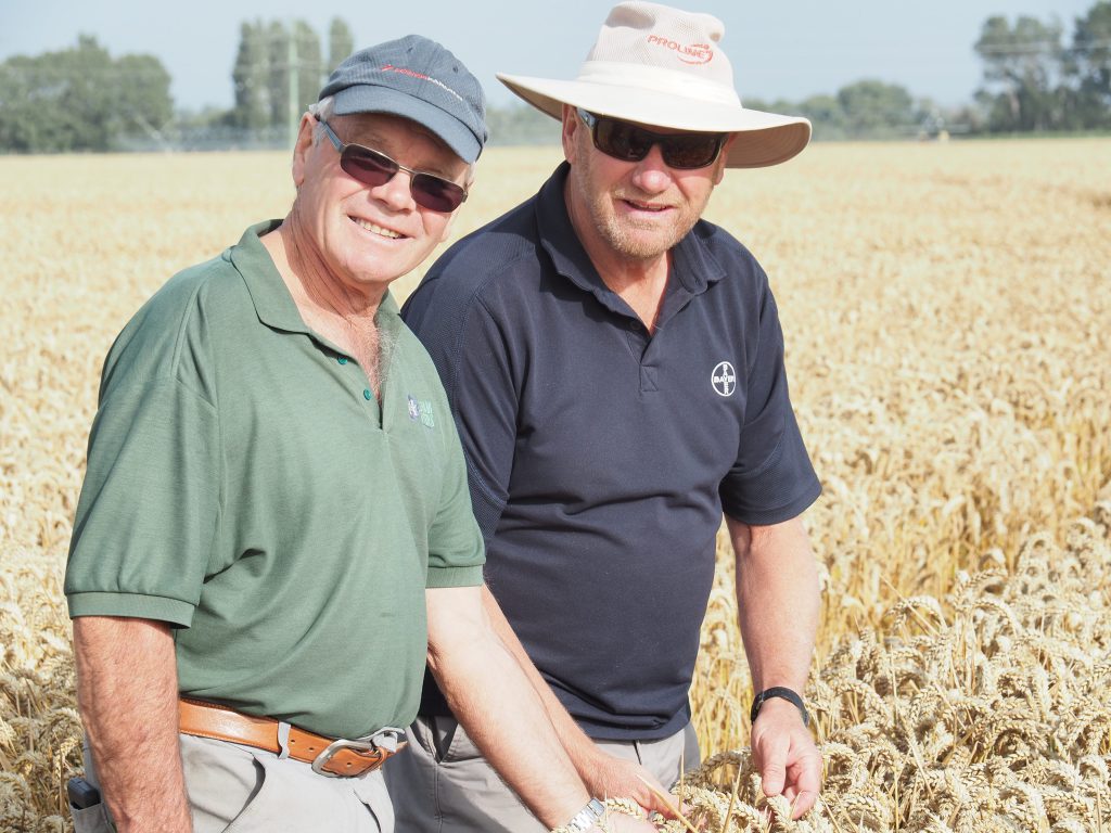 Eric Watson and David Weith in the crop of Kerrin wheat