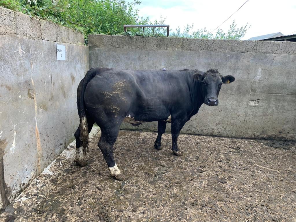This 680kg Belgian Blue cross dry cow sold for €1,520