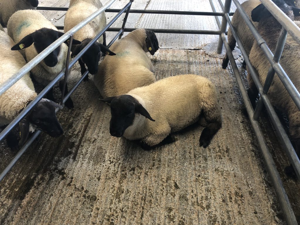 This pen of two lambs weighing 56.5kg sold for €125/head