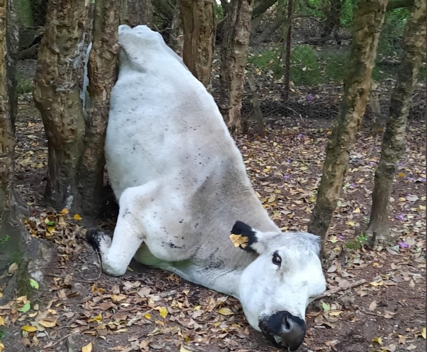 Image source: HFRS Animal Rescue