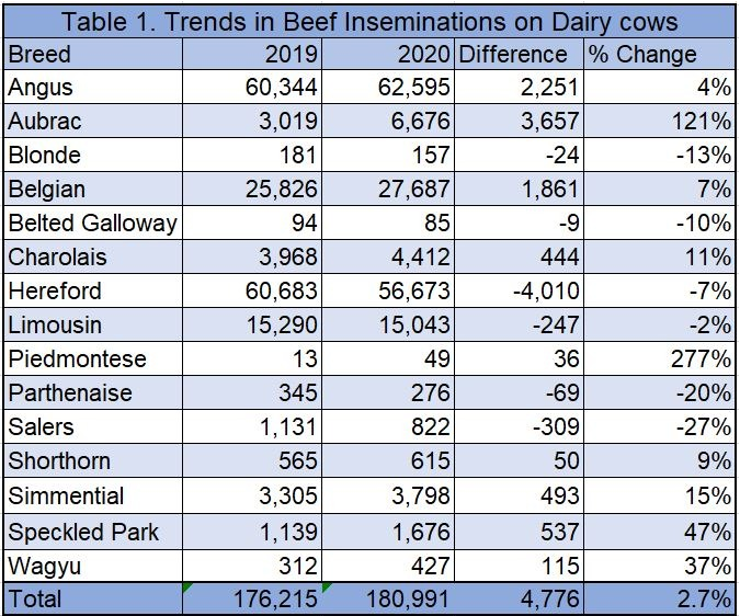 Number of beef inseminations recorded on dairy cows: January to June 2019 / January to June 2020