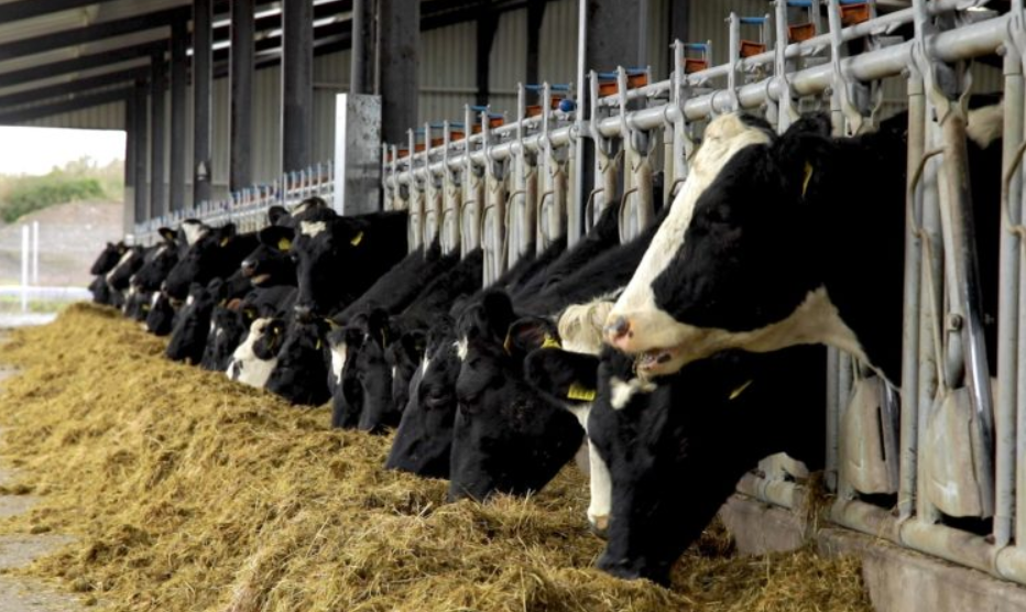 On some farms, farmers have been forced to house their cows due to the poor weather