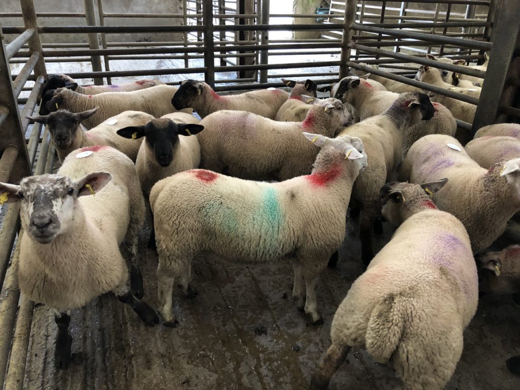 Lambs penned at Enniscorthy Mart