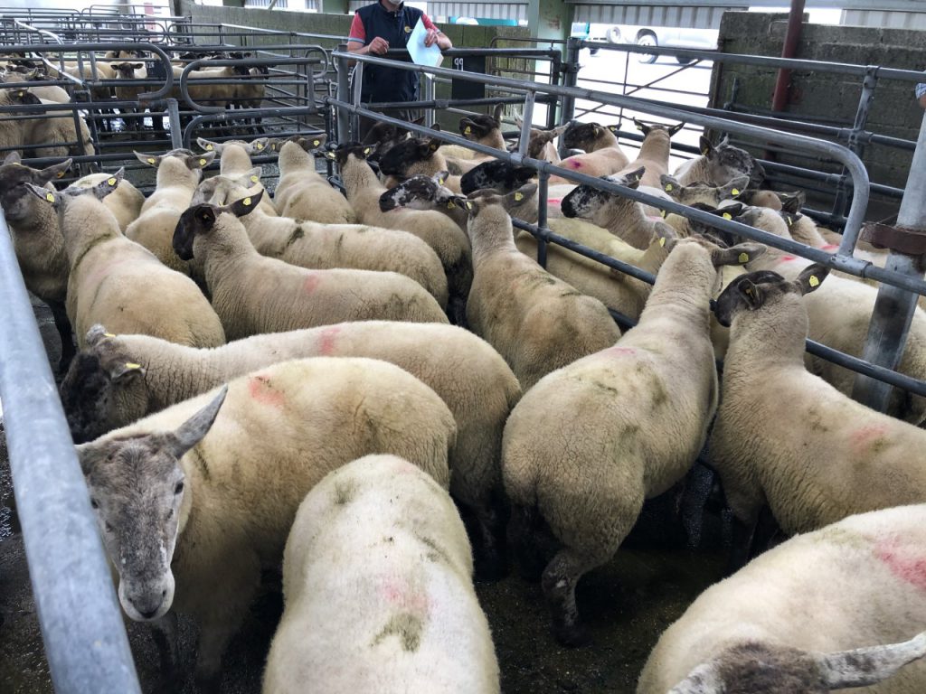 This pen of hoggets went under the hammer for €172/head