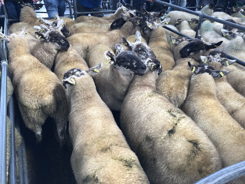 This lot of 20 ewe lambs weighing 44.5kg went under the hammer for €157/head
