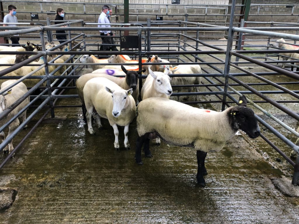 The two suffolk ewes sold for €95/head, while the two Cheviot ewes sold for €94/head