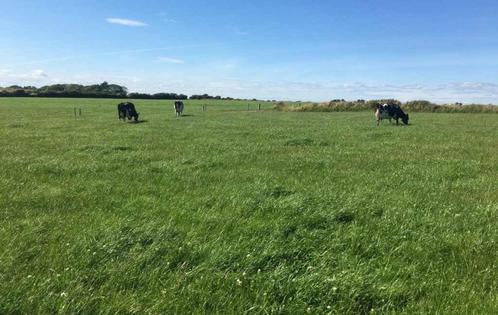 Attentions should turn to building covers of grass for the autumn period