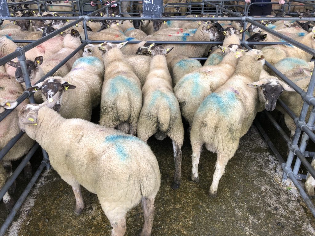 This pen of 11 lambs weighing 37kg sold for €86