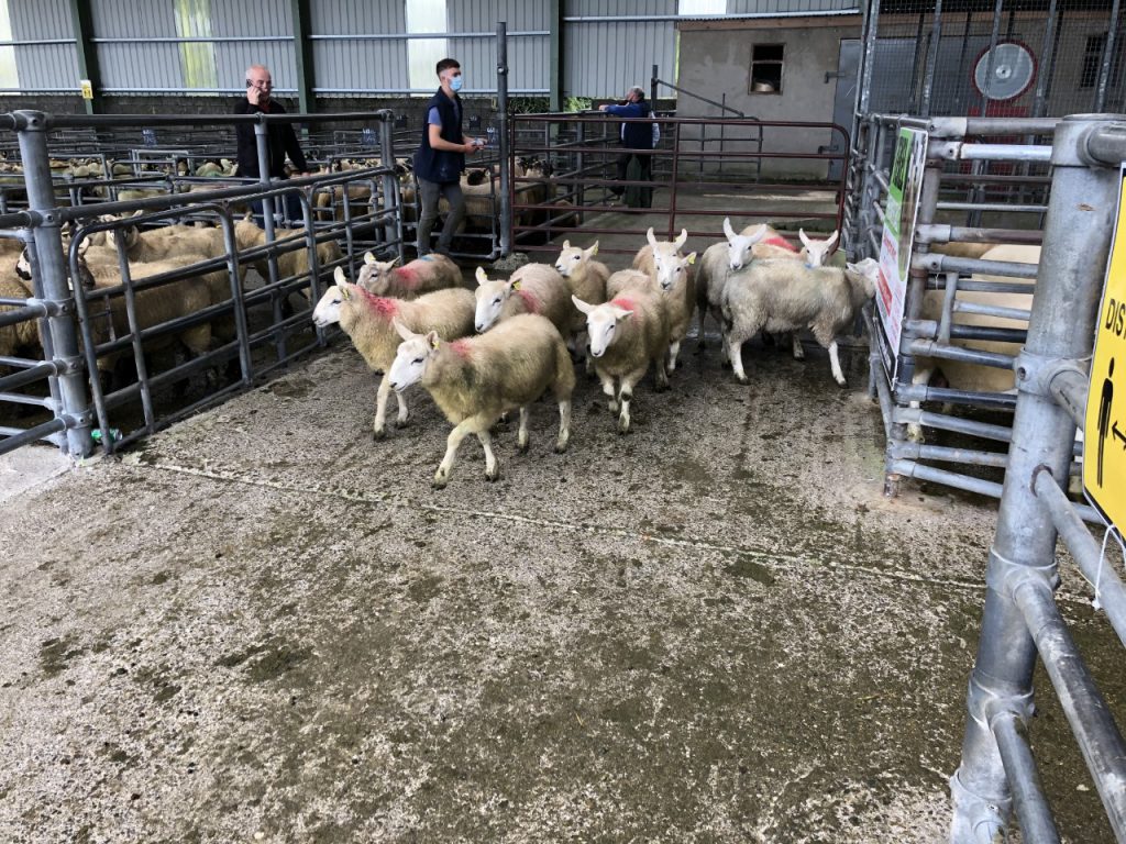 Store lambs at Blessington Mart on Tuesday last August 11