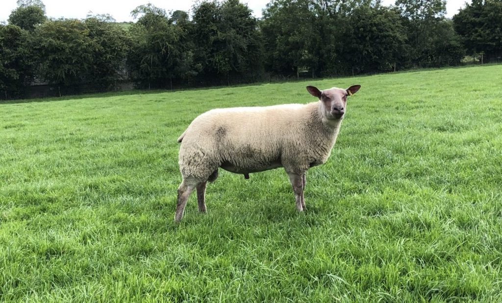 A ram should be checked thoroughly for any signs of lameness