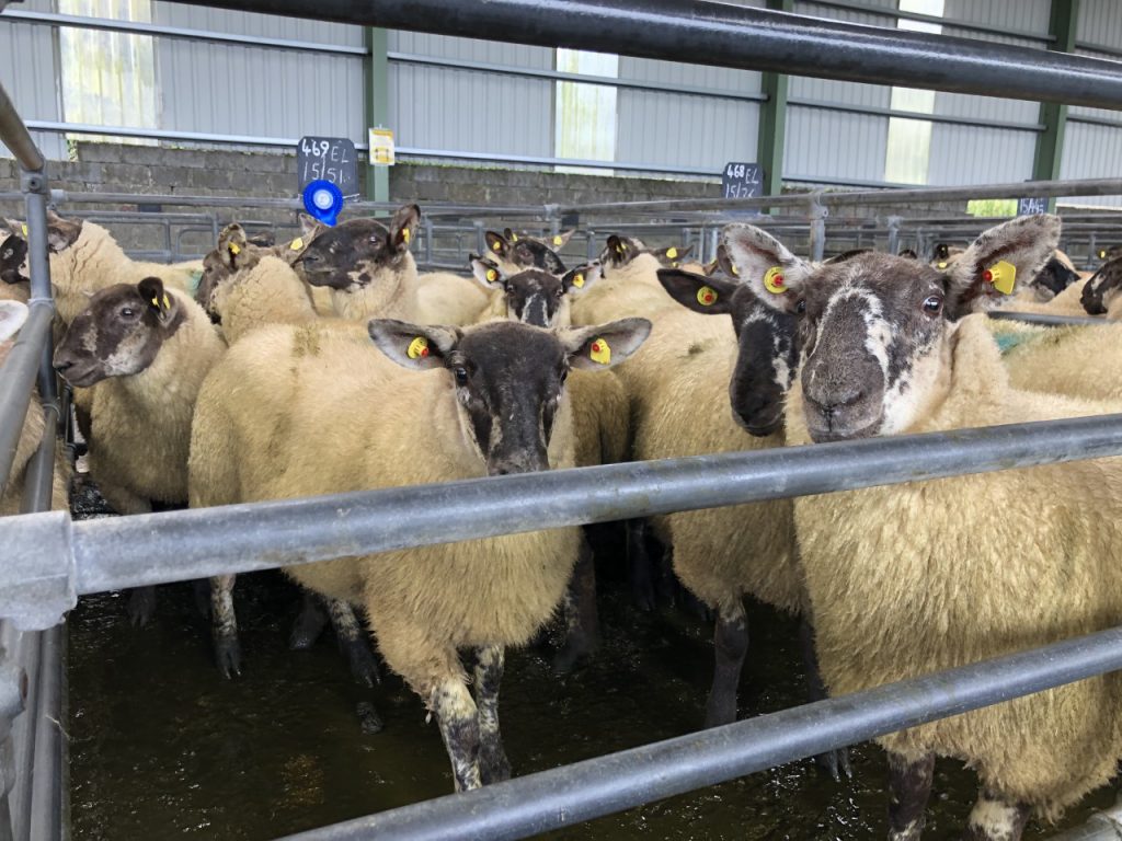 Ewe lambs were in high demand at Blessington Mart last week