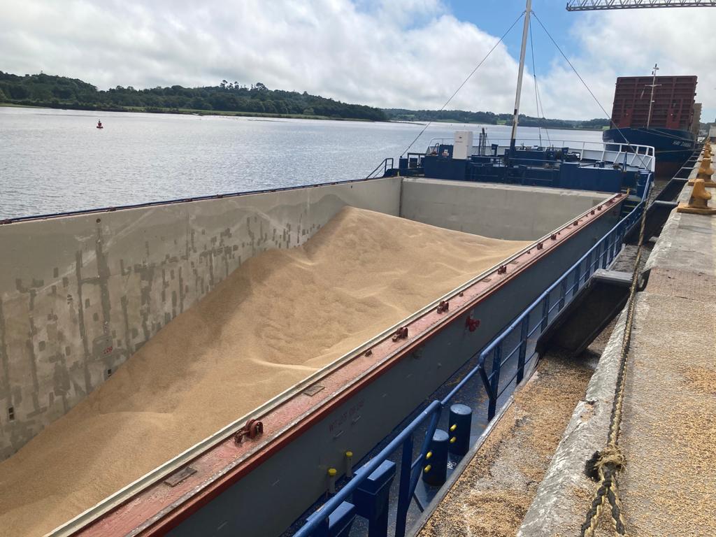 Up to 70% of the grain imported into Ireland could be contaminated with mycotoxins