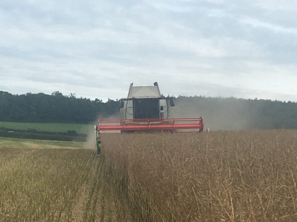 A crop of oilseed rape being harvested for Quinns this season. Image source: Quinns of Baltinglass