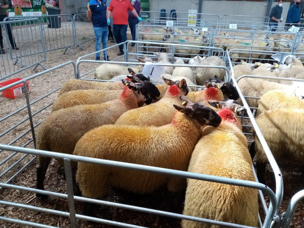 This pen of Suffolk-cross lambs sold for €170/head