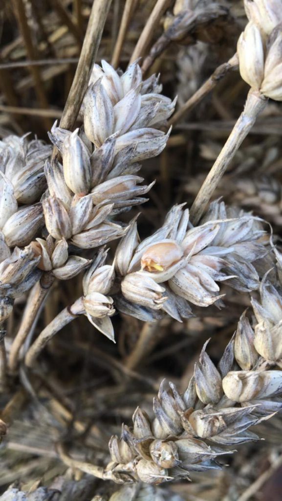 Wheat sprouting this week