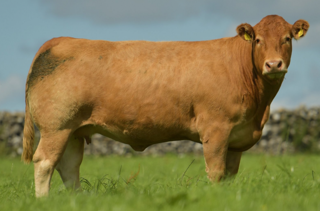 Lot 33: Millburn Mona. Image source: Millburn Limousins’ Facebook page
