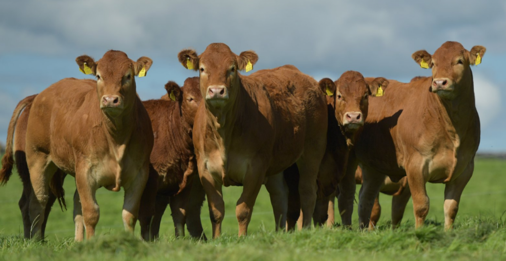 Image source: Millburn Limousins’ Facebook page