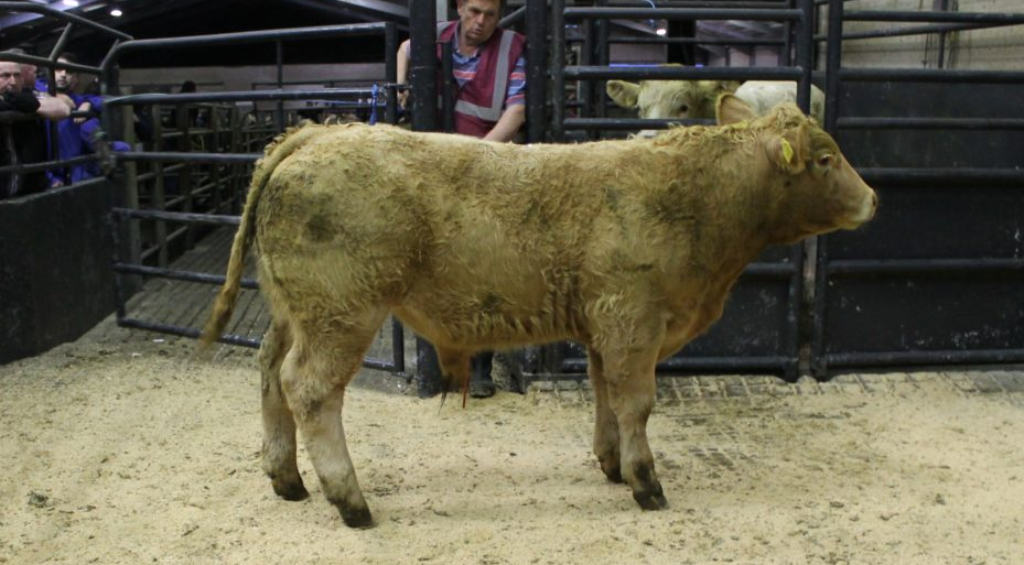 This 370kg, March-2019 born, Charolais bull sold for €1,070 or €2.89/kg in Gort Mart last September