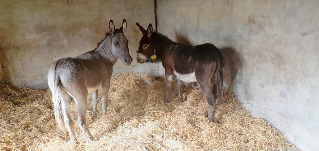 Image source: Garda Síochána Kilkenny/Carlow