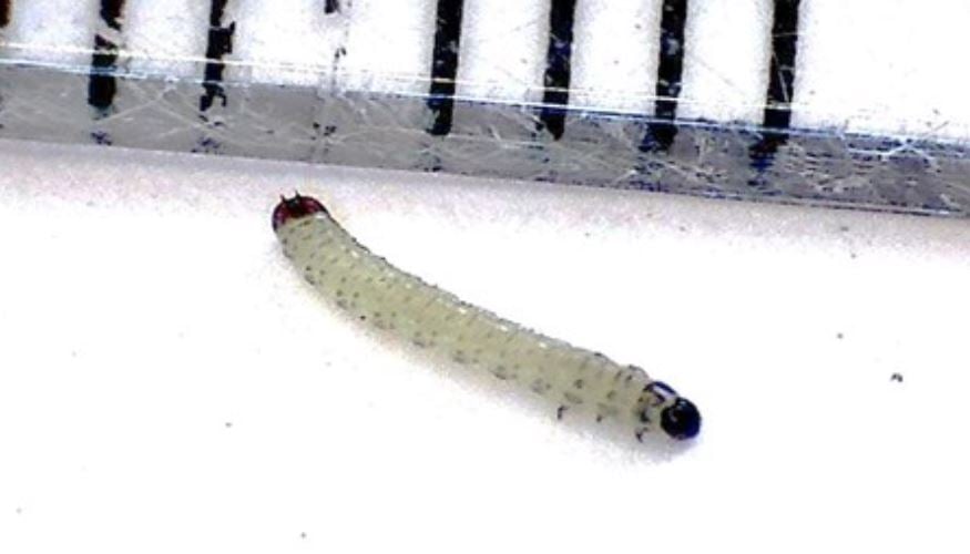Larvae of the cabbage stem flea beetle. Image source: AHDB